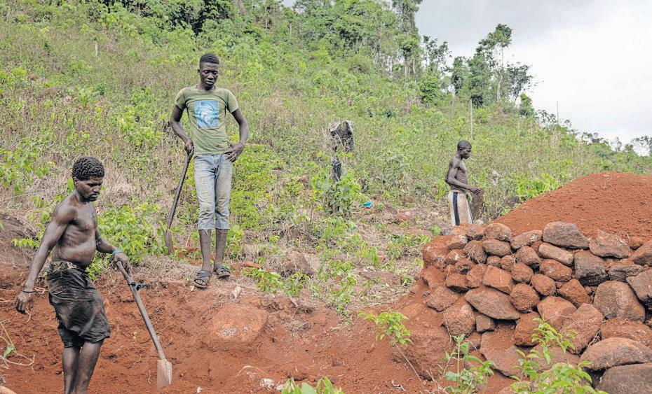 Villagers step up to halt deforestation in Sierra Leone