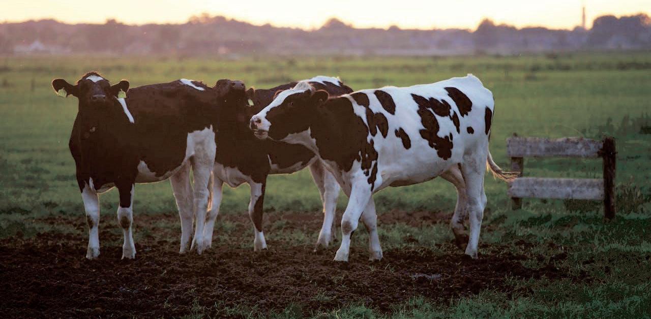 Government ramps up vaccine efforts to combat foot-and-mouth disease outbreak