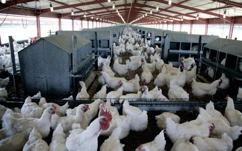 Call for new trade agreement with Brazil on chicken imports