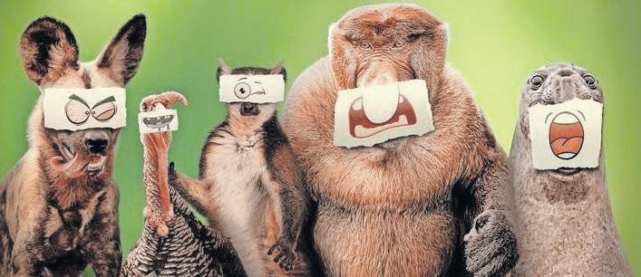 'Underdogs': a hilariously quirky look at nature's overlooked creatures