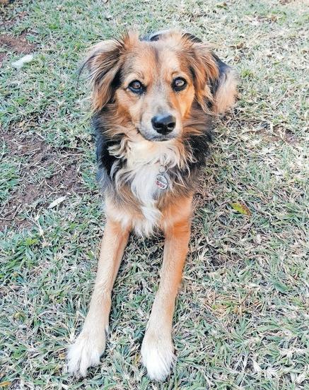 Landlord fined for dog mess but where's proof of offending poo?