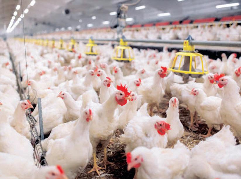 SA lifts restrictions on Brazilian poultry imports amid avian flu concerns