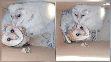 Sharp-eyed Hawks seize car, arrest man for selling nocturnal birds