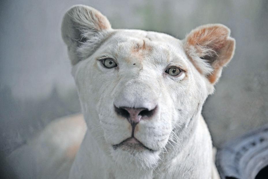 Thailand's pet lion problem