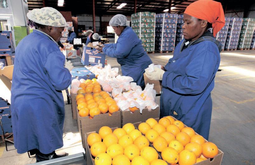 South Africa's agri-food trade with the EU declines amid rising barriers