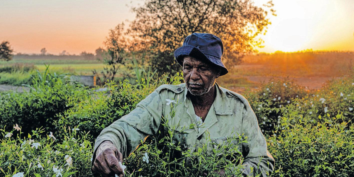 Farmers behind perfumes face climate fight alone