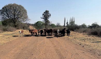 Government ramps up cattle vaccination campaign