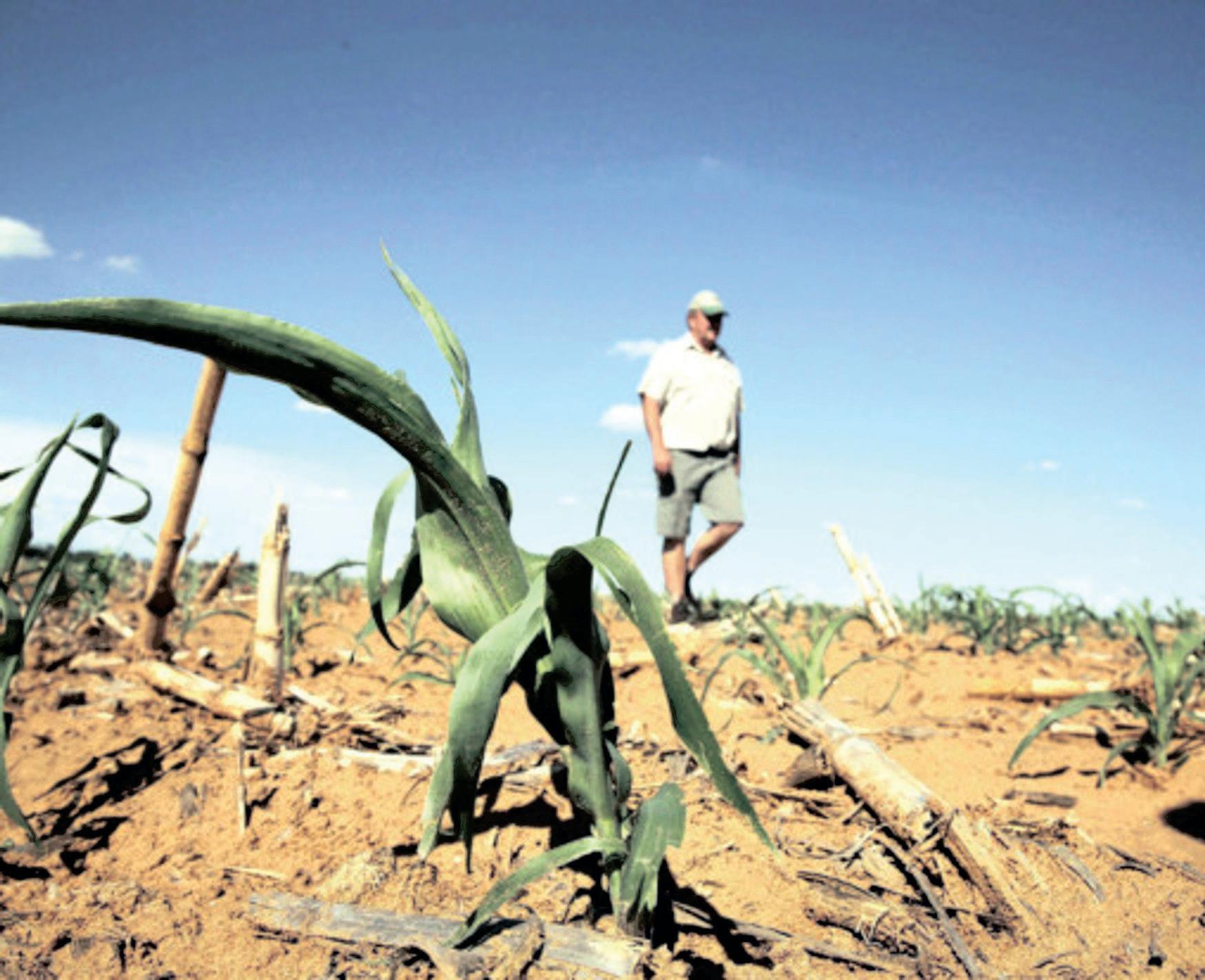 SA's maize crop forecast lifted as 2025 harvest shows strong recovery