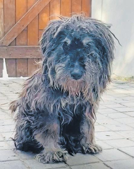Lost for over a decade: How a microchip reunited a dog with his family