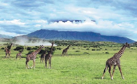 Where lions and zebras roam, and lava rivers glow