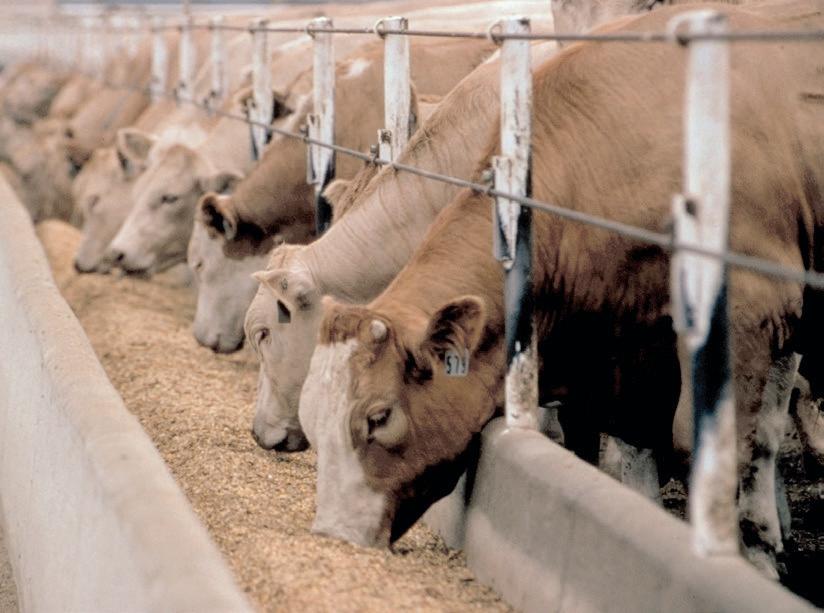 Agricultural sector sounds alarm over illegal Kenyan foot-and-mouth vaccine threat