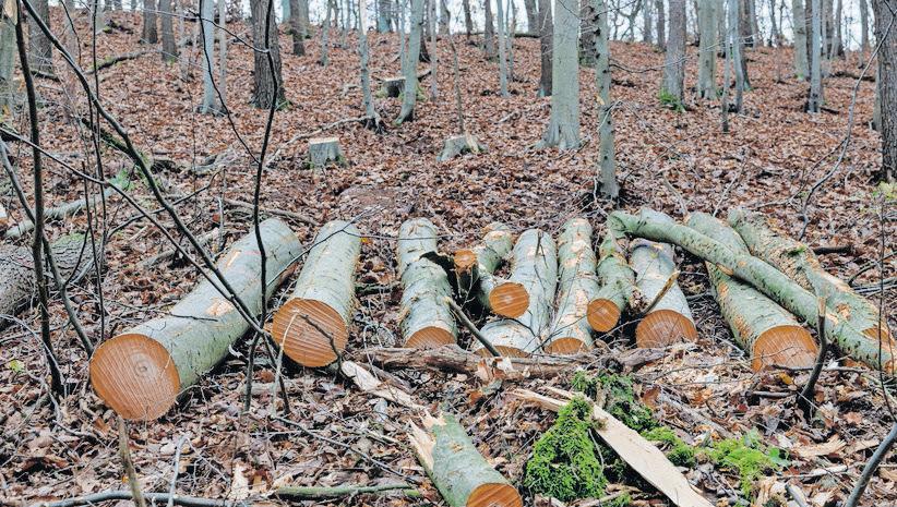 Chemical plants in Germany bet on biomass