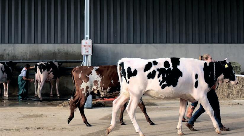 Limpopo tightens livestock movement controls as FMD fears persist