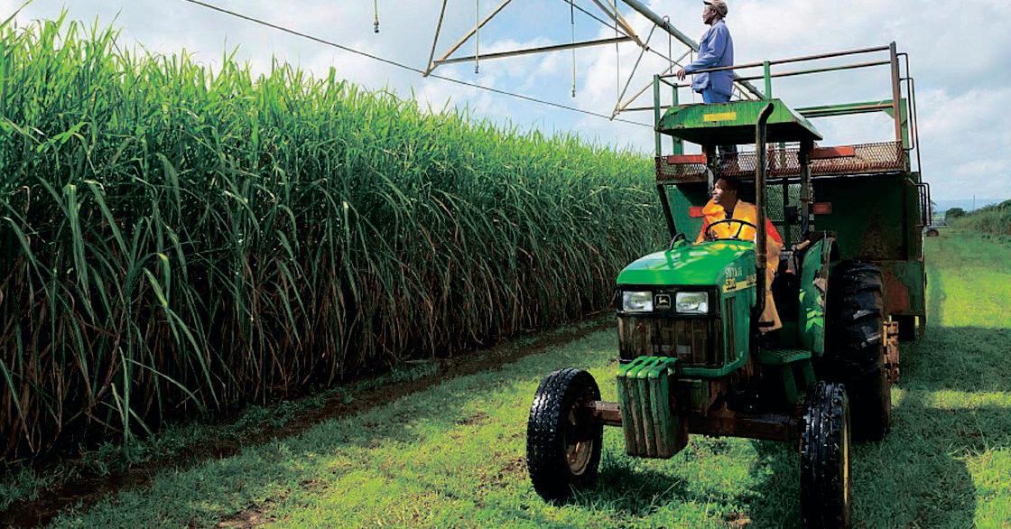 Tongaat Hulett seeks regulatory reforms to save sugar industry