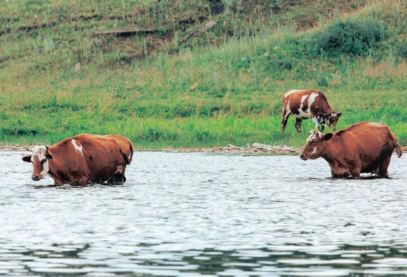 Foot and Mouth Disease outbreak spreads across six provinces