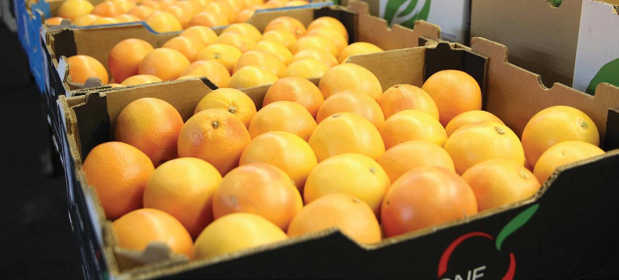 Flood-hit citrus regions face export losses as growers count cost of devastating storms