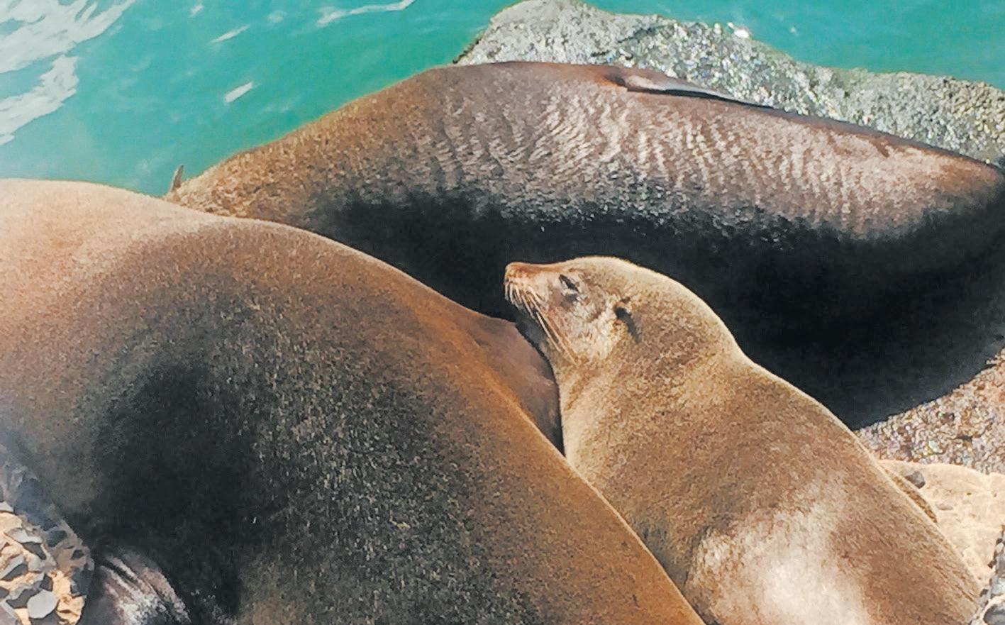 Rabies confirmed in Cape fur seals