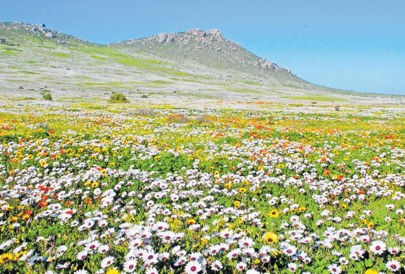 SANParks rejects Kropz's mining application