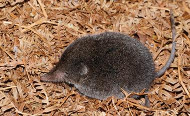 Long-tailed forest shrew spotted after 46 years