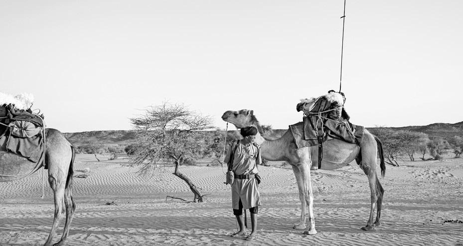Camel-back cavalry: a unique strategy against jihadism