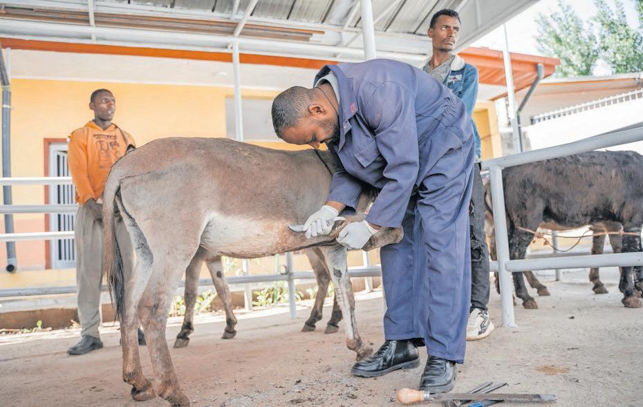 Free clinic for donkeys vital for Ethiopia