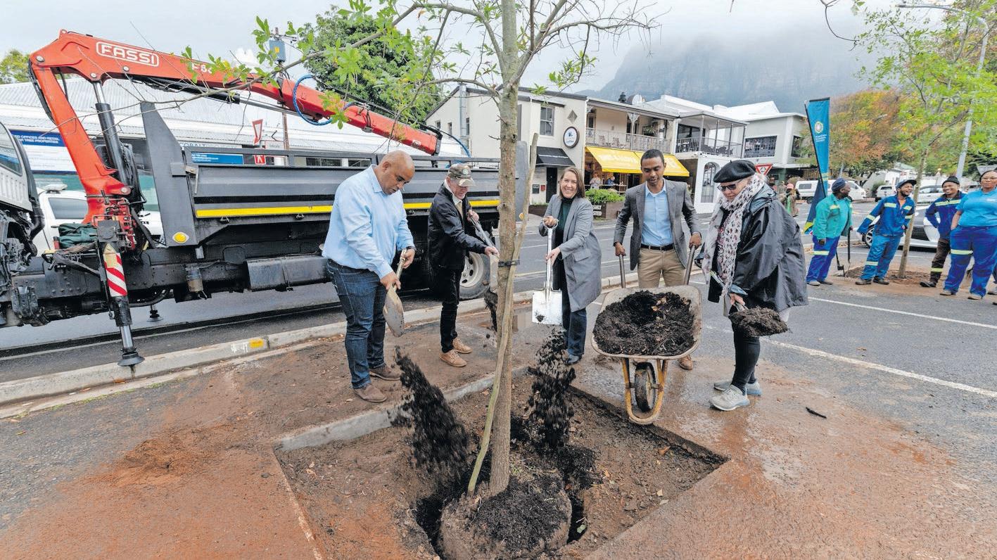 Trees replanted amid beetle infestation