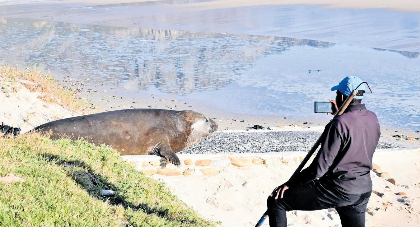 Gordon's Bay seal spotted: Is it Rocky from KZN?