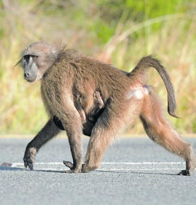 Concerned activists decry baboon removal plan