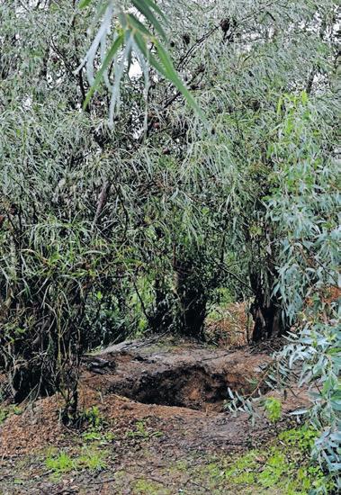 DNA results awaited after body discovered in shallow grave