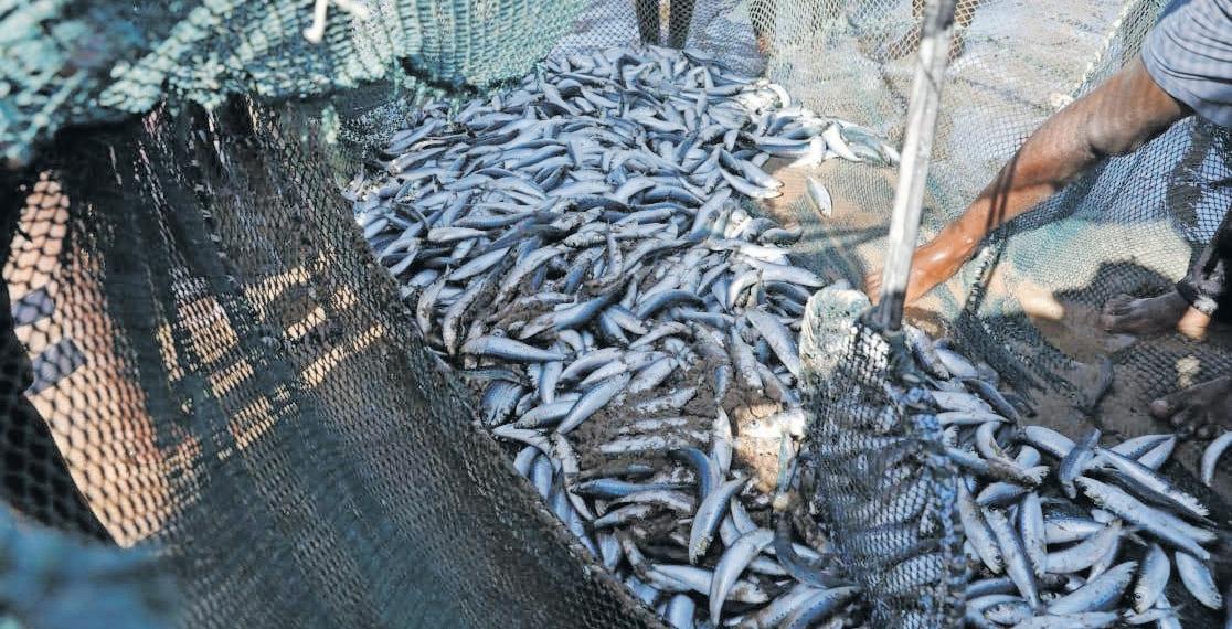 Warning over rise in shark activity in KZN