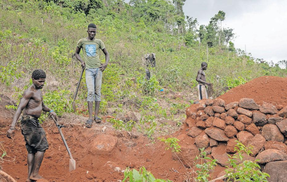 Villagers step up to halt deforestation in Sierra Leone