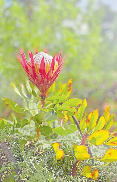 Manning's illustrated journey through the Protea family
