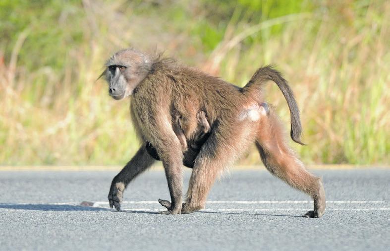 Urgent action needed to ensure survival of Cape Peninsula baboons
