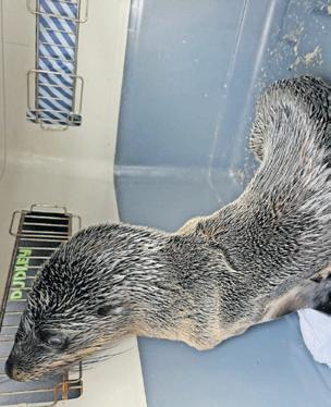 Help save the Hout Bay seal rescue centre