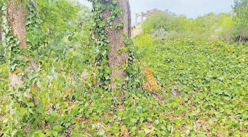 English ivy poses a serious threat to local environment