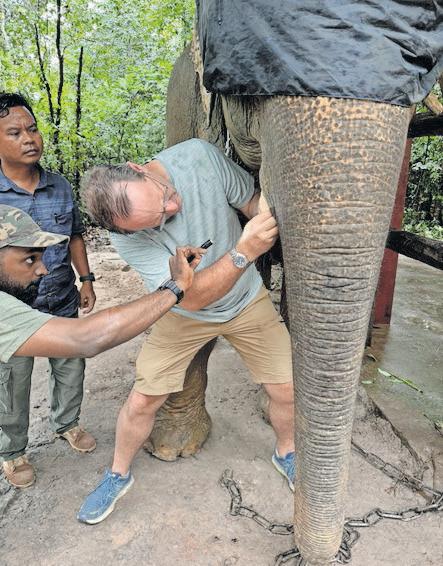 Groundbreaking tusk extraction by Pretoria veterinary team saves Cambodian elephant