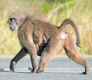 Animal welfare groups demand justice for Chacma baboon slaughter