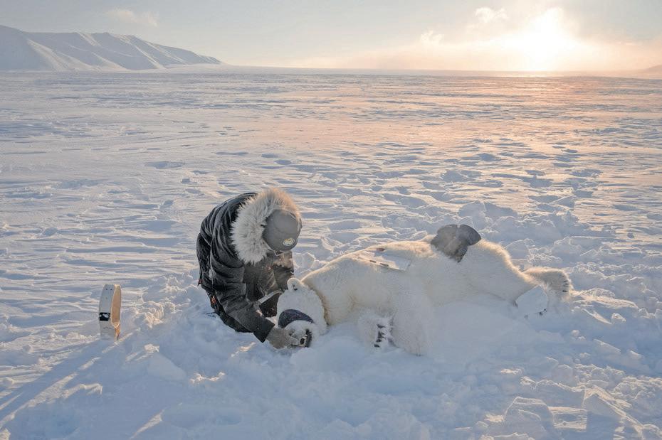 The eye-opening science of encounters with polar bears