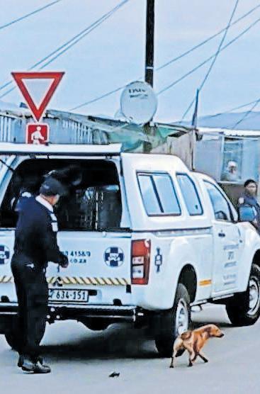 Cape of Good Hope SPCA withdraws mobile clinic services