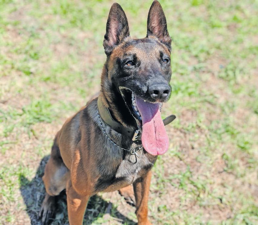 Meet the canine hero behind Cape Town's drug arrests