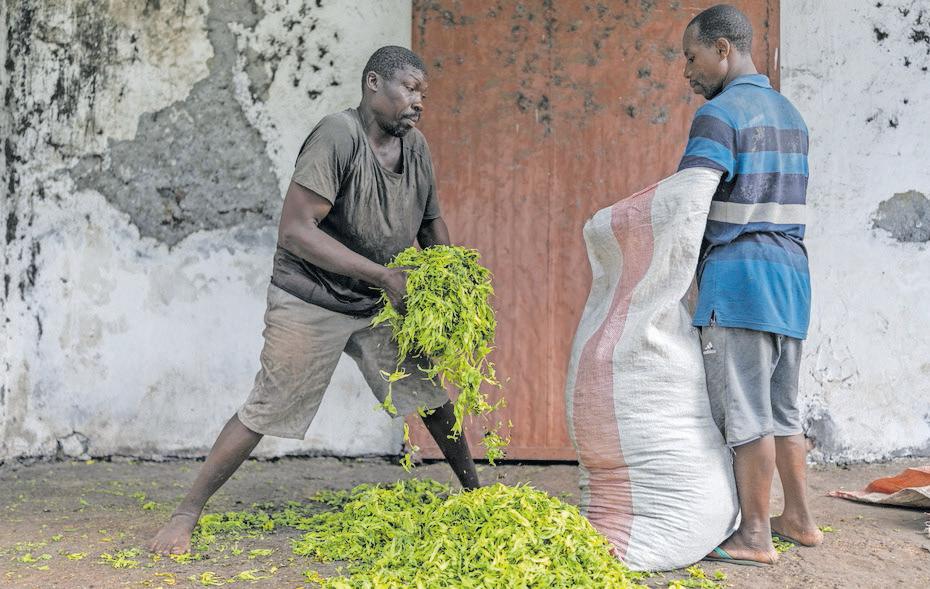 Fight to save last forests unites farmers