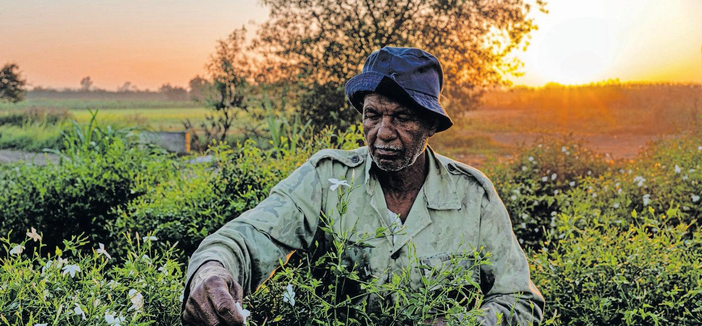 Farmers behind perfumes face climate fight alone
