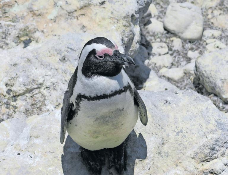 Call to action: Protecting critically endangered African penguin