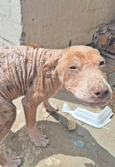 Couple charged after inspector attacked during SPCA dog rescue