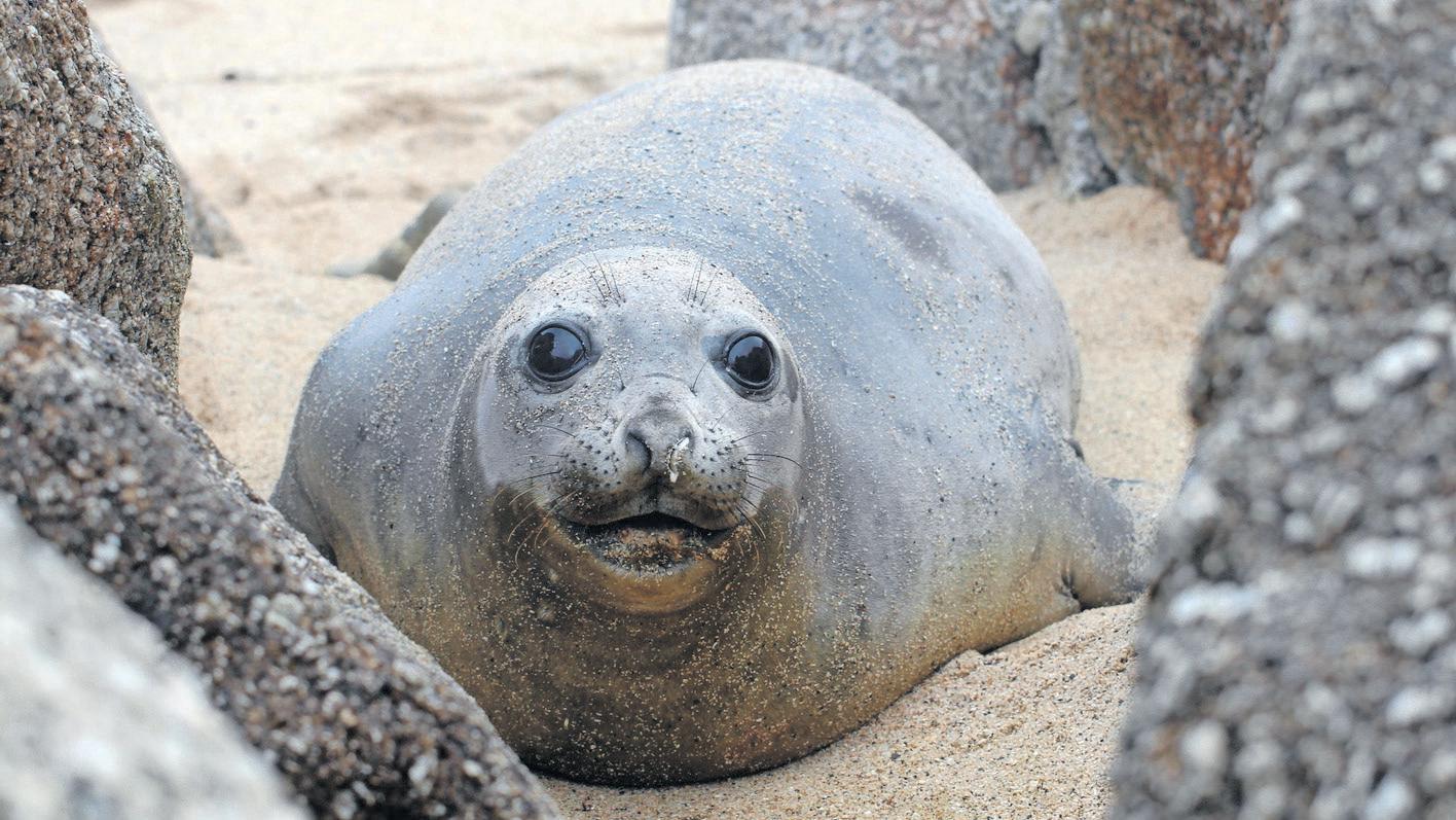 Bakkies the elephant seal returns to Cape Town's shores
