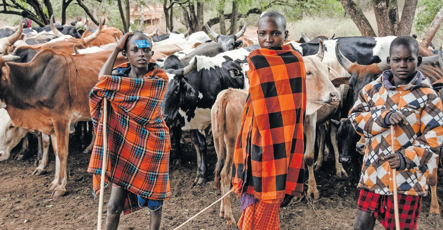 Maasai fear VW ‘greenwashing’ carbon credit scheme