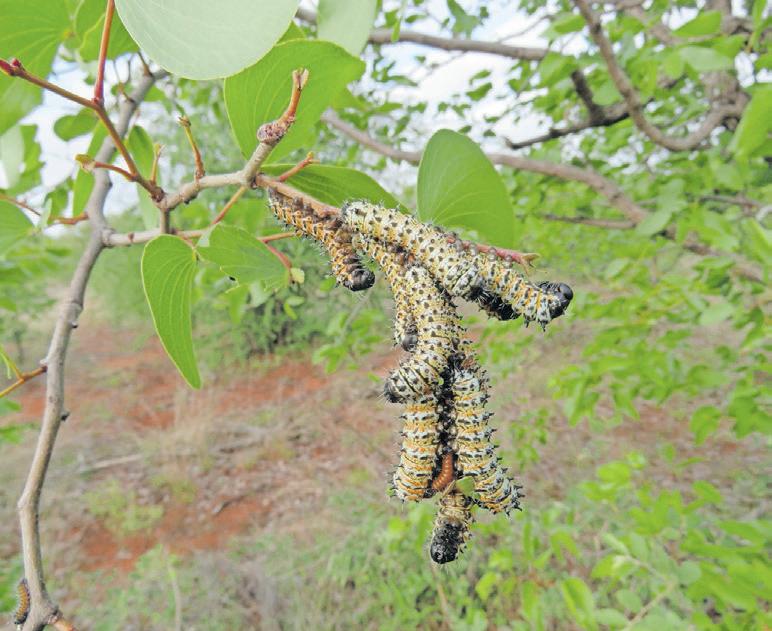 Mopane worm faces genetic diversity crisis in Southern Africa