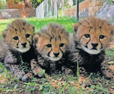 Cango Wildlife ushers in festive baby boom