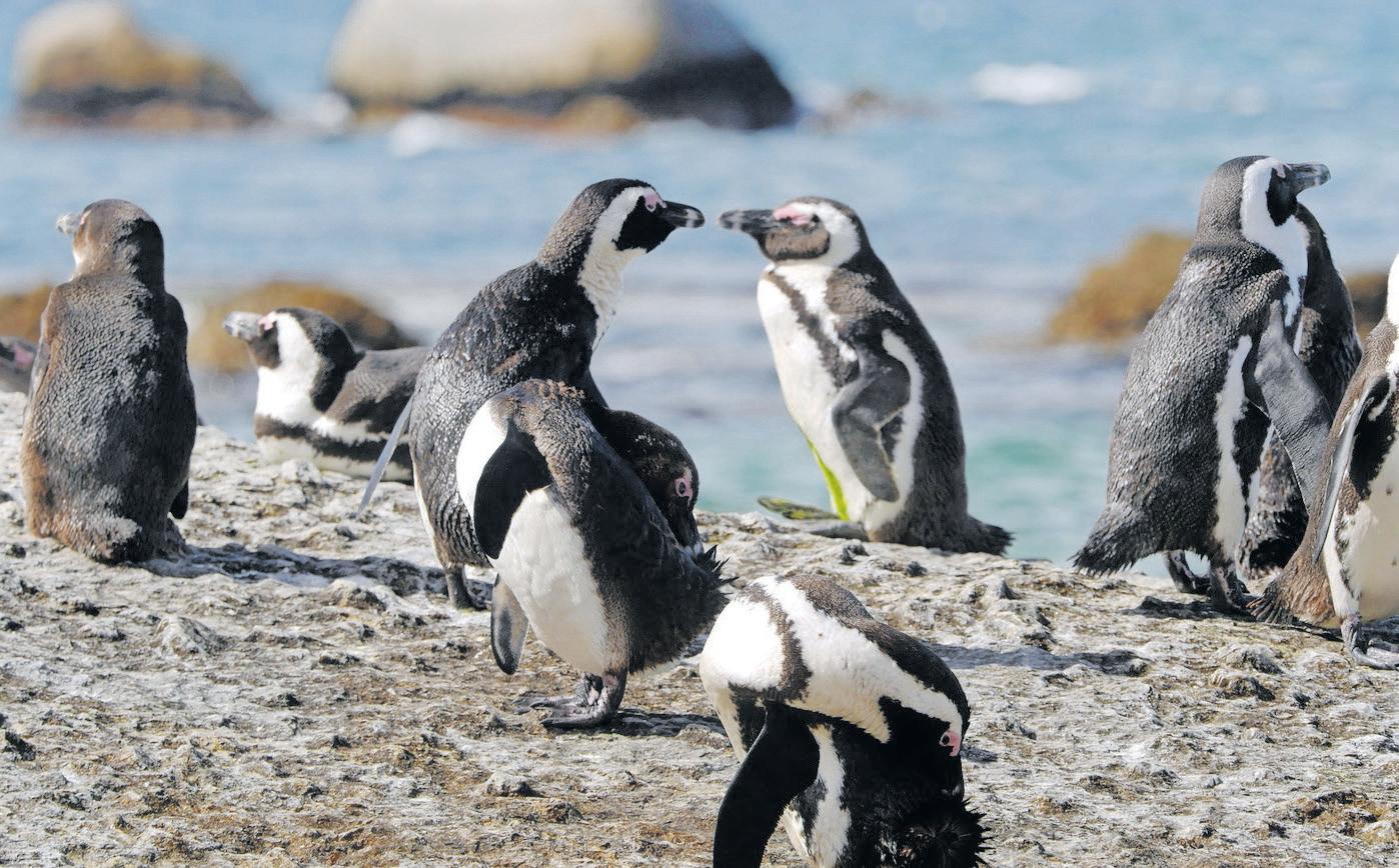 Stricter measures needed to protect seabirds from oil spills