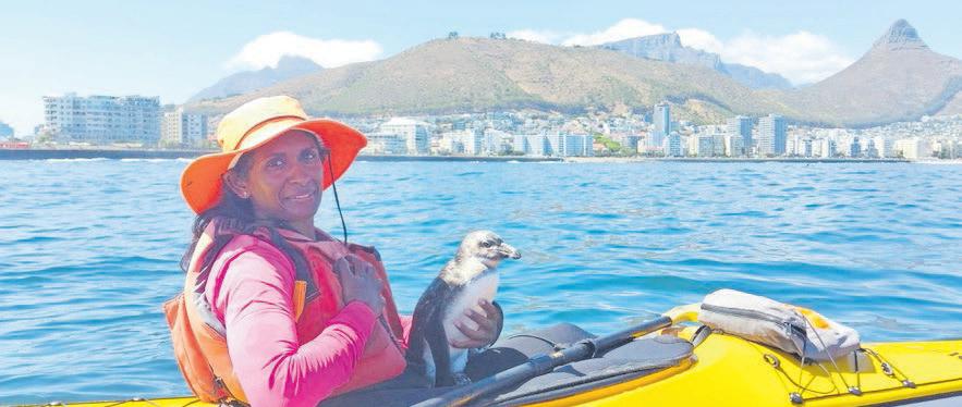 Kayak paddle turns penguin rescue